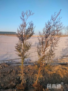 高度60厘米侧柏