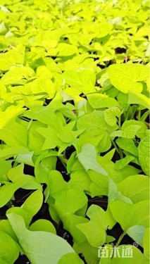 高度10厘米金叶甘薯