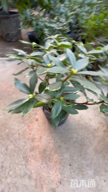 高度25厘米瑞香