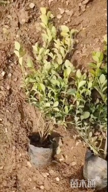 高度55厘米卫矛小苗