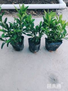 高度20厘米毛鹃