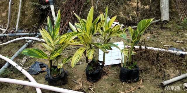 高度25厘米花叶良姜