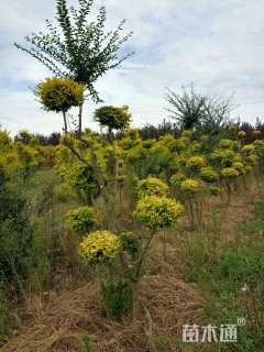 4公分造型亮晶女贞