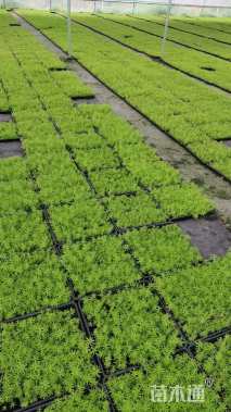 高度8厘米金叶佛甲草