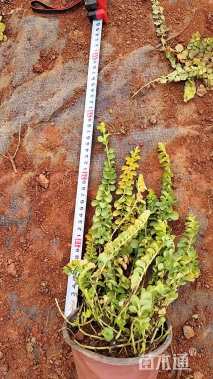 高度20厘米过路黄