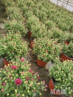 高度15厘米球菊