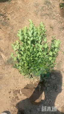 冠幅50厘米卫矛球