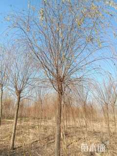 19公分柳树