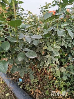 高度30厘米月季小苗