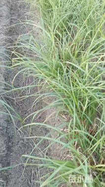 精品大叶芒，138-6740-5339。