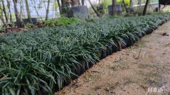 高度5厘米玉龙草