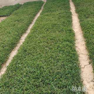 高度10厘米三叶委陵菜