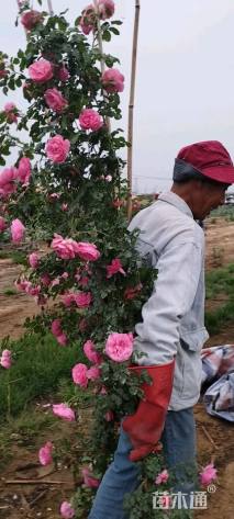 80厘米藤本欧月