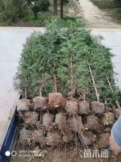 高度30厘米侧柏小苗