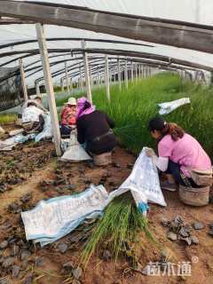 高度50厘米灯心草