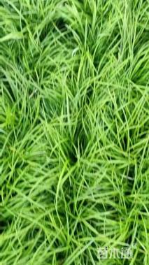 高度20厘米麦冬