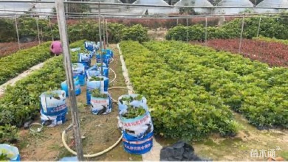 高度25厘米鸭脚木