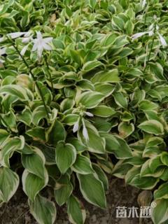 高度15厘米玉簪