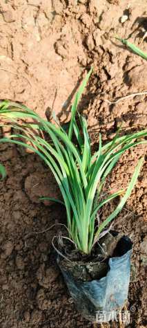 高度20厘米金娃娃萱草