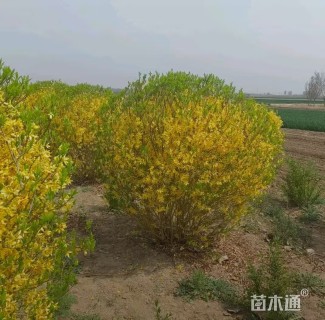 冠幅80厘米金叶连翘球