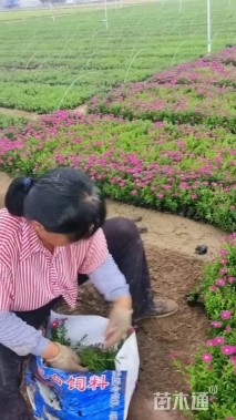 高度20厘米荷兰菊