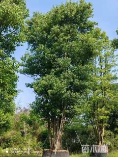 55公分(5杆)丛生香樟