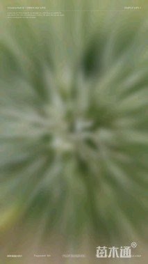 冠幅120厘米卫矛球