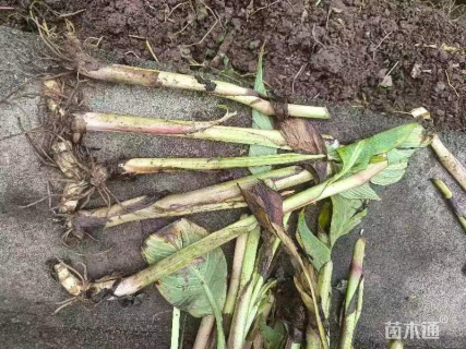 高度45厘米花叶美人蕉