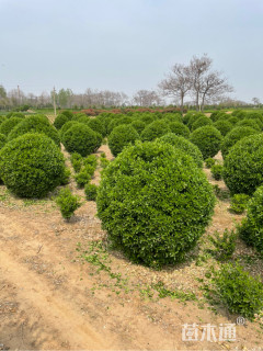 冠幅200厘米大叶黄杨球