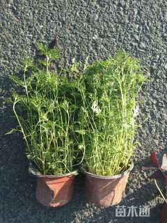 高度20厘米美女樱