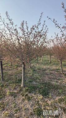 10公分垂丝海棠