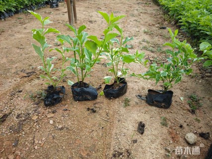 高度25厘米假连翘