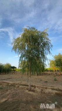 10公分金丝垂柳