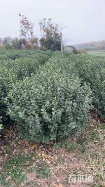 冠幅80厘米卫矛球