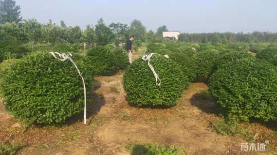 高度150厘米水蜡球