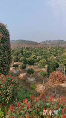 30公分红叶石楠