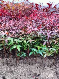 高度50厘米红天竹