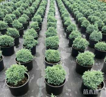 高度30厘米蓝色波尔瓦