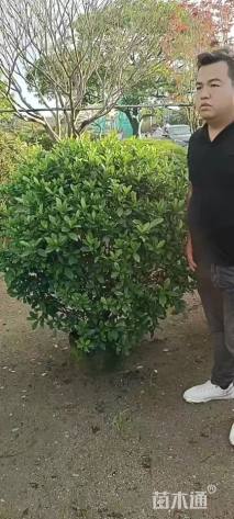 高度120厘米大叶栀子