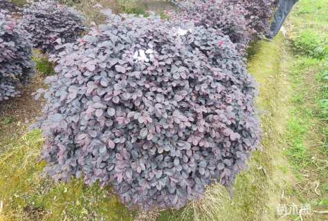 冠幅120厘米红花继木球