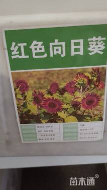 种子向日葵种子