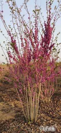 高度100厘米紫荆
