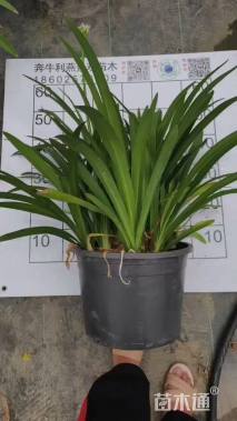 高度60厘米百子莲