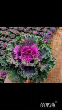 高度10厘米羽衣甘蓝