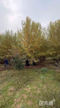 高度800厘米(4杆)丛生白桦