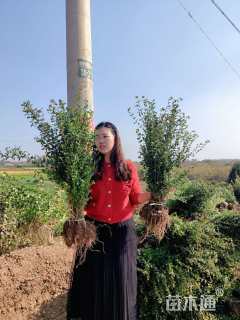 高度40厘米小叶女贞