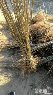 高度100厘米紫穗槐