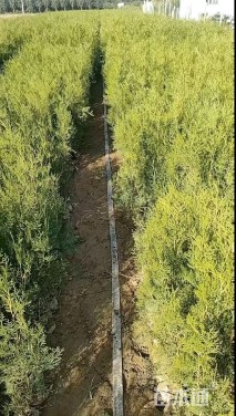 高度180厘米侧柏