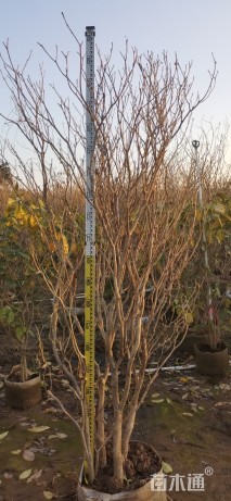 高度200厘米狗牙花