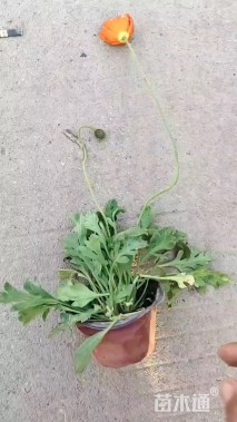 高度20厘米虞美人